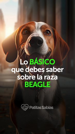 Lo básico que necesitas saber sobre la raza de perros beagles
