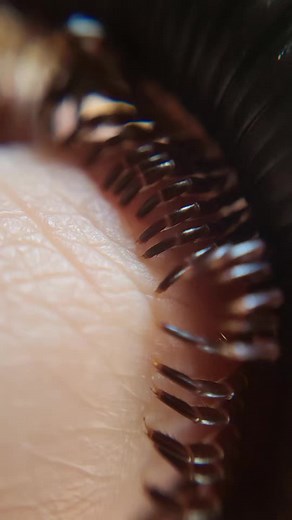 Exploring the World of Giant Millipedes on TikTok