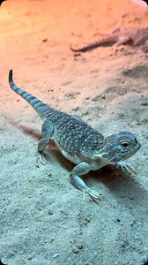 11K views · 6.1K reactions | Another incredible species of desert...