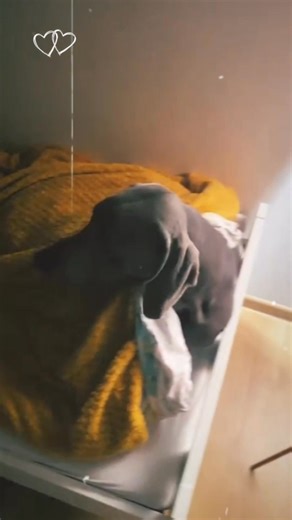Goodnight babies✨🤍 #weimaraner #dog #sleepingtime #goodnight #babies #instadog #weimaranerclub #weimaranerworld #weimaranerobsessed #weimaranerdog | Weimaraner Owners