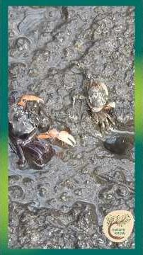 Baby Semaphore Crab Under Clawing Instruction