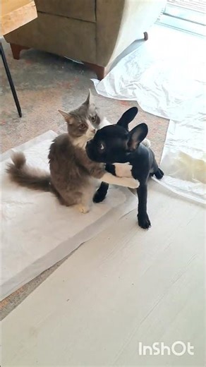 The Cat Shows Who’s the Boss. French Bulldog who makes your day better 🐶✨ Follow for more.