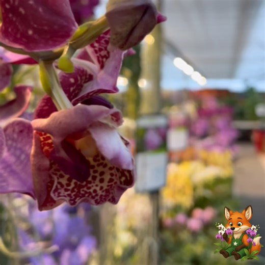 So viele Orchideen haben Sie noch nie auf einmal gesehen. 🌺 Tauchen Sie ein in eine Welt voller Farben, Formen und Düfte bei der beeindruckendsten Orchideen-Schau Österreichs. 🌸 Über 7.000 Orchideen aus aller Welt verwandeln unsere Erlebnisgärtnerei Dopetsberger in ein einzigartiges Blütenparadies. 🌿✨ Entdecken Sie die faszinierende Schönheit der Königin der Blumen 👑 und erfahren Sie Wissenswertes über ihre richtige Pflege. 🌷 Nicht verpassen:🤩 Orchideen-Vortrag 🌸 mit Biogärtner Karl Plobe