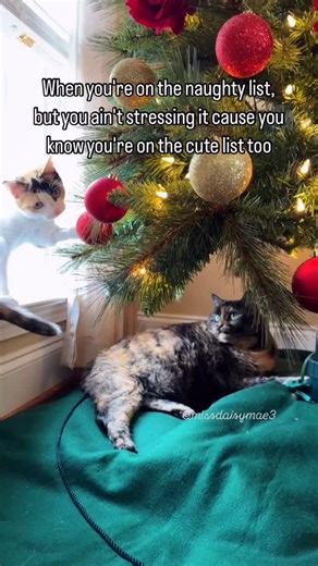 Daisy Mae💜 | I am pretty cute 😻❤️🎄 #missdaisymae #catsofinstagram #cats #catlover #cutecat | Instagram