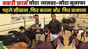 130K views · 2.5K reactions | Goat Farming सीखना, करना फिर कमाना 螺...