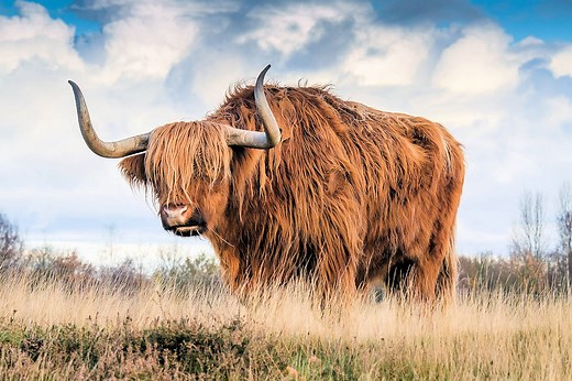 ▷ Toro » Características, Alimentación, Hábitat, Reproducción, Depredadores