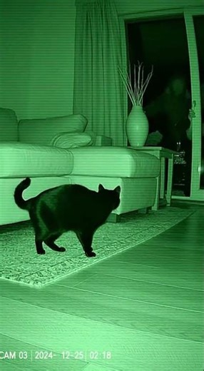 Cat Knocks Over Vase to Scare Off Intruder - Night Vision CCTV Hero Moment | AI Short 🐾🚨 #Shorts