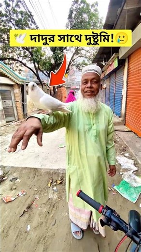 হুয়াইটি কি দাদুর কাছে যাবে? 🕊️🤔 #kabutar #কবুতর #birds #funny #comedy #viralvideo #shorts #trend
