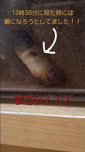 カブトムシの幼虫が蛹になる瞬間！！ #カブトムシ #カブトムシ幼虫 #幼虫 #昆虫 #昆虫観察 #蛹室 #蛹