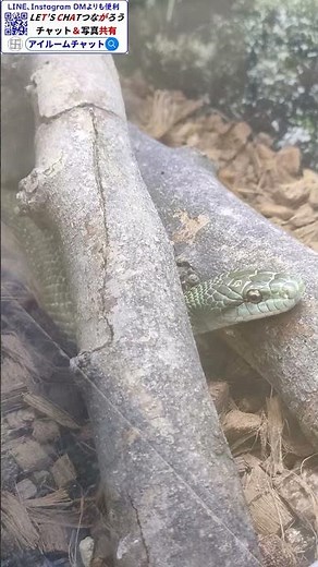アオダイショウ（名前の由来は青い色をした大きな蛇なので「青大将」）上野動物園