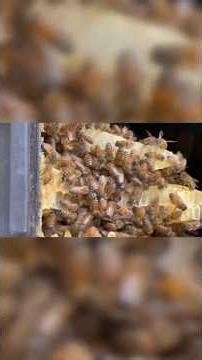 What’s Causing Record Bee Losses?