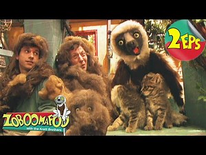 Cats + The Four F's | Zoboomafoo - Double Feature | Full Episodes 37 + 38