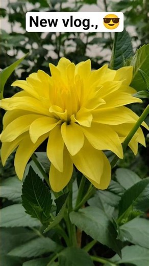 YouTube new vlog #music #comedy #trending #funny #comedyshorts #shortvideos #instagram #love