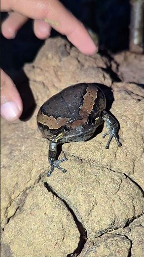 Catch frog cute funny | best funny frog video | jump funny frog froggy toad | animal funny for laugh