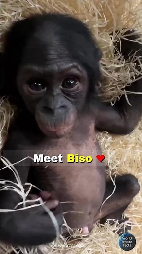 Meet Biso 🐒💙 The Rarest Baby Bonobo in the UK