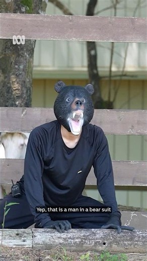 How Japan is responding to deadly bear attacks | ABC NEWS