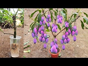 Great Way To Grow Mangoes​ Tree Use Bananas With Unique Techniques