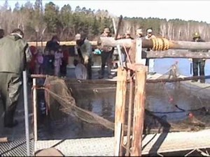 Minnesota DNR Fisheries Management -- Egg Take