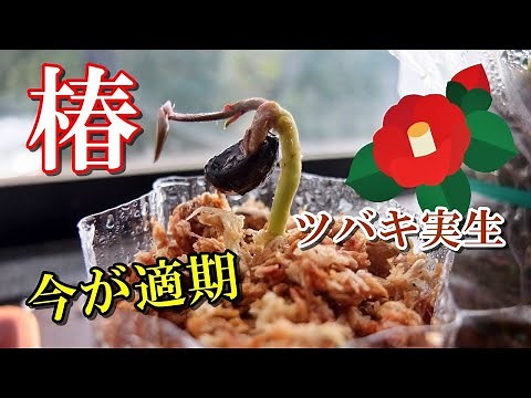 【椿 盆栽】今が適期、ツバキ実生、種から育てる、早く発芽させる方法