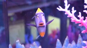 Did you know the Blonde Naso tang is also known as the Elegant Tang. This tang right here is a very personable fish. On the other hand, they can be a little aggressive towards another tang specially on its own genus. For more tang selection,click the link below! https://absolutelyfishnaturals.com/collections/tangs-and-surgeons Posted by Cedes | Absolutely Fish