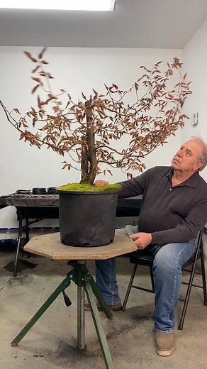 Transforming American Hornbeam Into a Stunning Bonsai | Step-by-Step Tutorial