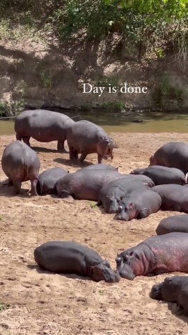 Watch a hippo gang dominate Kenya’s waters in style