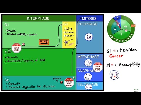 The Cell Cycle: Interphase, Mitosis and Division Checkpoints!