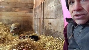 1M views · 62K reactions | Scared pig encounters human love after 10 years in a dark stall Follow us on Instagram: instagram.com/geobeatsanimal | GeoBeats Animals | Facebook