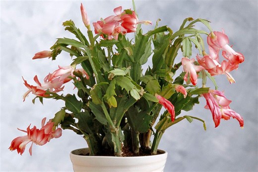 How to Grow a New Christmas Cactus from Cuttings
