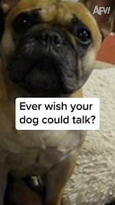 Do you have a chatty pupper? 🐾 | AFV Classics