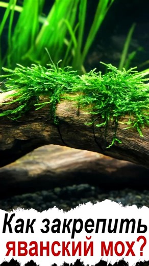 How to Attach Java Moss - 3 Ways #aquaflow #aquascape #aquaflorya #aquarium #attachmoss