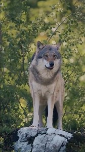 Why Wolves Never Walk Alone 🐺 | Amazing Wolf Facts in 40 Seconds