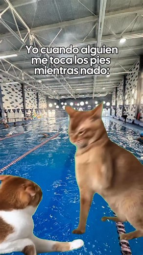 Erik PA on Instagram: "Tocar los pies es declaración de guerra. 🌊😡 Respeten la distancia, banda. #Swimmer #Meme"