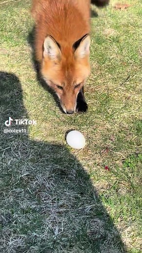 Ha you’re coming home with me🦊🥚 #fox #foxy #fyp #foryoupage #fypシ