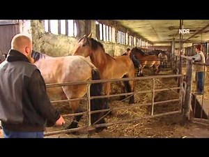 Pferd (Kaltblüter) schlägt Salto