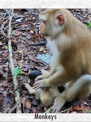 Adorable baby monkey newborn , abandoned in forest 155 #monkeys #abandoned #wildlife #babymonkey | Monkey Discovery