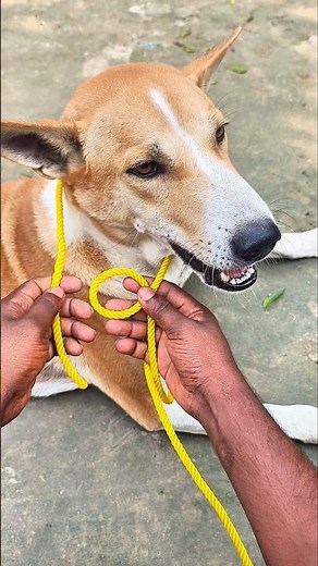 I believe this is a 100% effective knot for binding cows, goats, or dogs.!