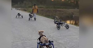 Dog sanctuary takes in hundreds of strays in Thailand