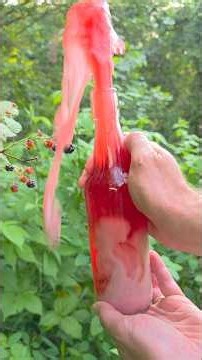 Making soda from wild blackberries