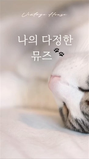 전원주택 반려묘 아롱이의 힐링 24시간 😻 (식빵, 꾹꾹이, 잠자리 사냥)