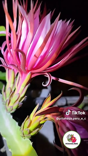 Exploring Pitahaya: Benefits and Uses of Dragon Fruit