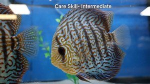 1.6K views · 22 reactions | Fish of The Week! Royal Flora Discus (Symphysodon aequifasciata) https://imperialtropicals.com/products/royal-flora-discus-symphysodon-aequifasciata?_pos=1&_psq=Royal&_ss=e&_v=1.0 | Imperial Tropicals | Facebook