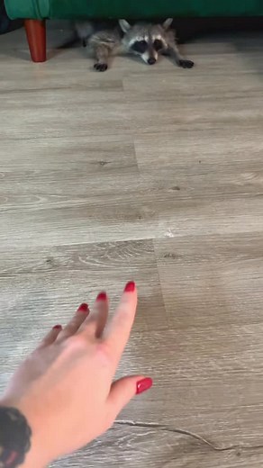 Met the cutest baby girl raccoon today named Gator 🦝💛 She was from just a few weeks old and now thriving with her mama. She loves toys, treats, cats… and of course, the ladies ✨I can tell that we are going to be friends 🦝🩷🥹 | Kaitlin Sims