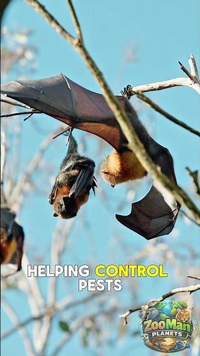 The Only Mammal That Can Truly Fly! 🦇