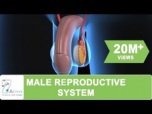 Male Reproductive System - Human Body Video Lecture - Class 10