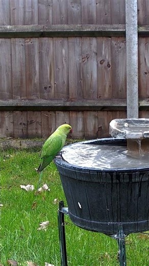 Ring Necked parakeet on the bird bath