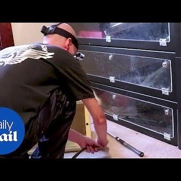 Man lets deadly and venomous snakes bite him - Daily Mail