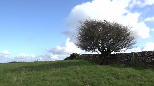 The Fairy Bush - Jimmy Laffey, Ballinrooaun, Skehana, Co. Galway Here’s an excerpt from a new collection of mine called 'The Plants, Flowers and Trees of Our People' which was launched in Galway last week. In this excerpt we hear Jimmy Laffey from Skehana, Co. Galway tell me all about a ‘Fairy Bush’ on his land. Under no circumstance would Jimmy touch this or neither did his father or grandfather before him. In the usual fashion, the story goes that the fairies lived under this bush and it was n