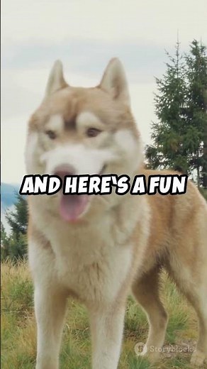Why Do Siberian Huskies Howl? 🐺