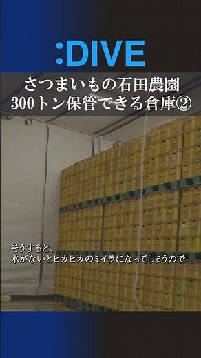 さつまいもを300トン保管②｜さつまいもの石田農園 #農業 #ビジネス #japaneseculture #ショート#金蜜芋#さつまいも #社長 #agriculture